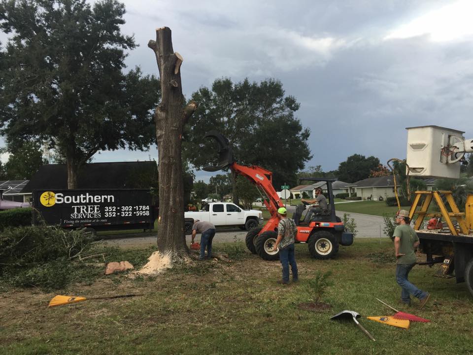 FL residential Inverness tree removal,
