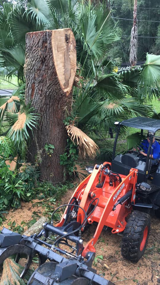 Inverness exeter tree removal FL nh,