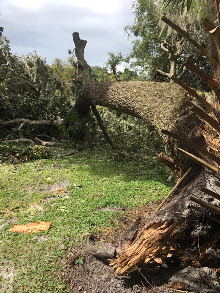 county removal, Sarasota FL hernando tree