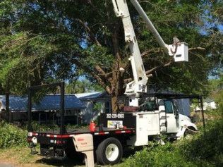 tree pruning cost estimate, Inverness FL
