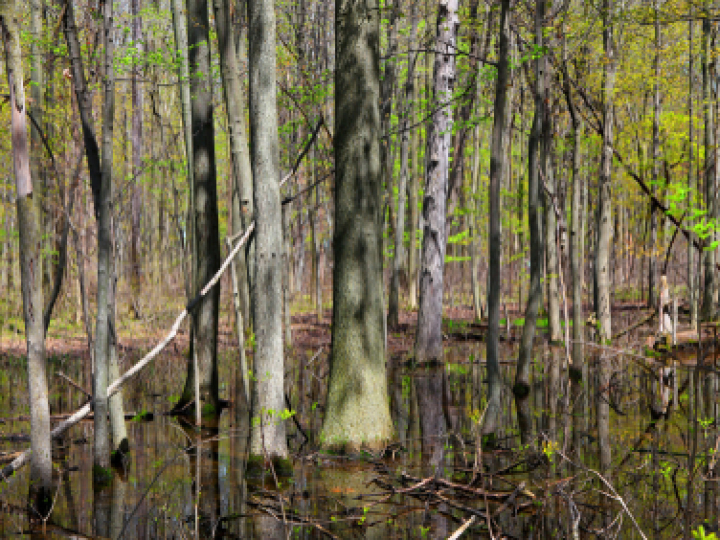 Land Clearing Service Inverness, FL